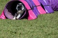 Dog agility in action. The dog exiting the tunnel. Royalty Free Stock Photo