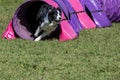 Dog agility in action. The dog exiting the tunnel. Royalty Free Stock Photo