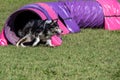 Dog agility in action. The dog exiting the tunnel. Royalty Free Stock Photo