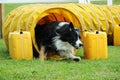 Dog agility in action. The dog exiting the tunnel. Royalty Free Stock Photo