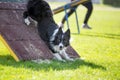 Border Collie dog in agility trial Royalty Free Stock Photo