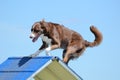 Border Collie at a Dog Agility Trial Royalty Free Stock Photo