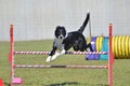 Border Collie at a Dog Agility Trial Royalty Free Stock Photo