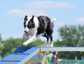 Border Collie at a Dog Agility Trial Royalty Free Stock Photo