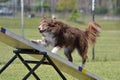 Border Collie at a Dog Agility Trial Royalty Free Stock Photo