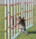 Border Collie at a Dog Agility Trial Royalty Free Stock Photo