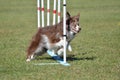 Border Collie at a Dog Agility Trial Royalty Free Stock Photo