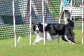 Border Collie at a Dog Agility Trial Royalty Free Stock Photo