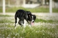 Border Collie dog in alert position to shepherd Royalty Free Stock Photo