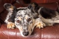 Border Collie dog on armchair Royalty Free Stock Photo