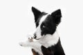 border collie dog beautiful portrait on white background studio photo of a pet Royalty Free Stock Photo