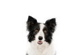 border collie dog beautiful portrait on white background studio photo of a pet Royalty Free Stock Photo