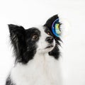 border collie dog beautiful portrait on white background studio photo of a pet Royalty Free Stock Photo