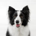 border collie dog beautiful portrait on white background studio photo of a pet Royalty Free Stock Photo