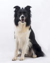 Border Collie dog Royalty Free Stock Photo