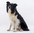 Border Collie dog Royalty Free Stock Photo