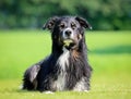 Border collie dog