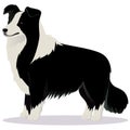 Border Collie dog black and white