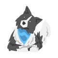 Border Collie Dog in Blue Neckerchief, Smart Shepherd Pet Animal with Black White Coat Cartoon Vector Illustration Royalty Free Stock Photo