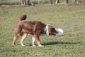 Border collie dog