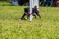 The Border Collie dog breed faces the hurdle of slalom in dog agility competition. Royalty Free Stock Photo