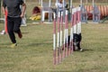 The Border collie dog breed faces the hurdle of slalom in dog agility competition. Royalty Free Stock Photo