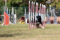 The Border collie dog breed faces the hurdle of slalom in dog agility competition. Royalty Free Stock Photo