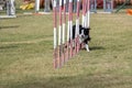 The Border collie dog breed faces the hurdle of slalom in dog agility competition. Royalty Free Stock Photo
