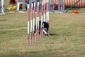 The Border collie dog breed faces the hurdle of slalom in dog agility competition. Royalty Free Stock Photo