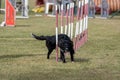 The Border collie dog breed faces the hurdle of slalom in dog agility competition. Royalty Free Stock Photo