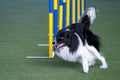 Border Collie agility in action. The dog is crossing the slalom sticks on synthetic grass track. Royalty Free Stock Photo