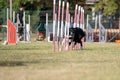 The Border collie dog breed faces the hurdle of slalom in dog agility competition. Royalty Free Stock Photo