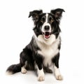 Smiling Border Collie Dog On White Background