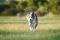 A Border Collie dog carries a blue ball in its mouth, trotting across a park.