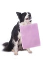 Border Collie dog carries a pink paper bag Royalty Free Stock Photo