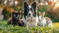 A border collie dog, cat and rabbit sitting on green grass. The animal friends concept. Royalty Free Stock Photo