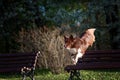 Border Collie dog catches the disc