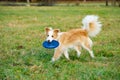 Border collie. The dog catches the frisbee on the fly. The pet plays with its owner.