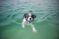 Border collie dog catching ball in water Royalty Free Stock Photo