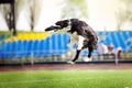 Border collie dog catching the flying disc Royalty Free Stock Photo