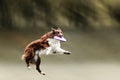 Border collie dog catching frisbee