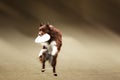 Border collie dog catching frisbee Royalty Free Stock Photo