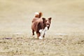 Border collie dog catching frisbee Royalty Free Stock Photo