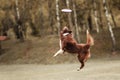 Border collie dog catching frisbee