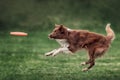 Border collie dog catching frisbee Royalty Free Stock Photo