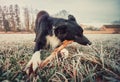 Border Collie dog catching a stick with his mouth as playing funny games with his master outdoors in the park. Obedient and Royalty Free Stock Photo