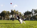 Border Collie Dog Fetching Ball at Park Royalty Free Stock Photo