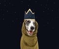 Border collie dog celebrating three wise men orient dressed with a crown costume. Isolated on blue dark background Royalty Free Stock Photo