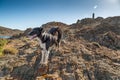 Border Collie dog on coast in Corsica