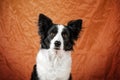 border collie dog cute portrait in studio on yellow lovely eyes Royalty Free Stock Photo